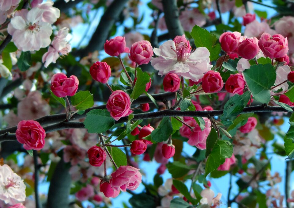 Blooming pink blossom