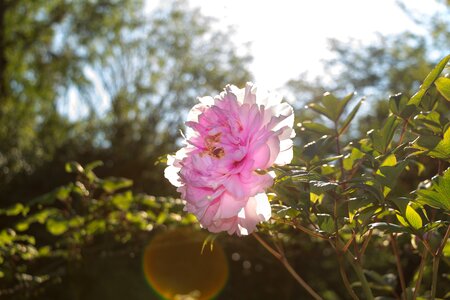 Green nature flower