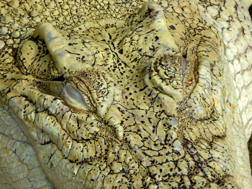 Reptile lizard eyes