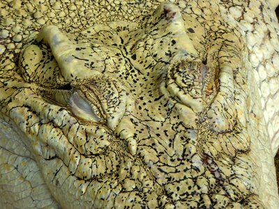 Reptile lizard eyes