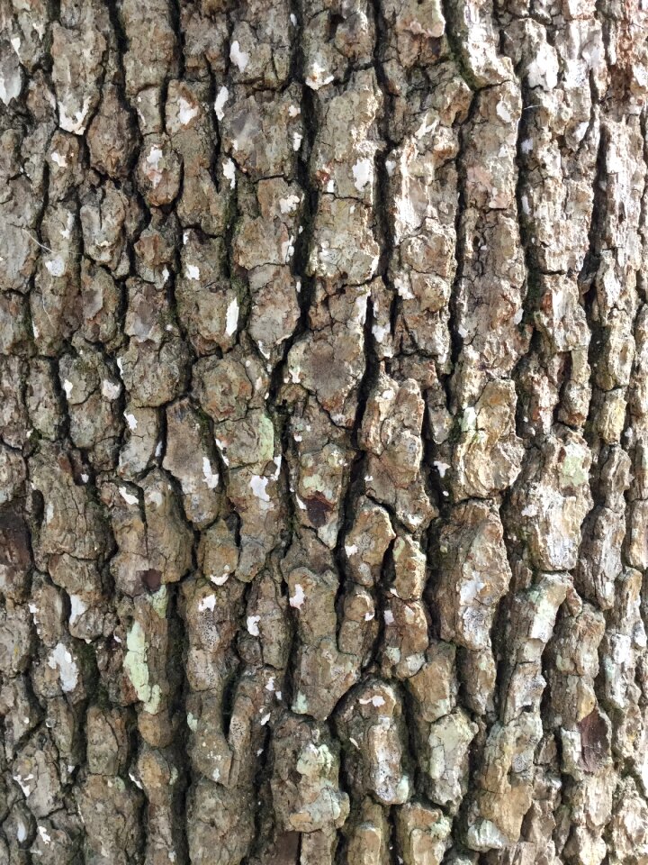 Bark nature outdoors