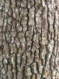 Bark nature outdoors