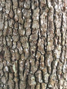 Bark nature outdoors photo