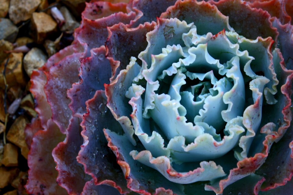 Botanical flora garden