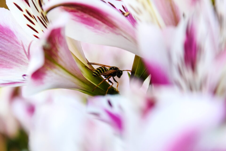 Flower macro nature