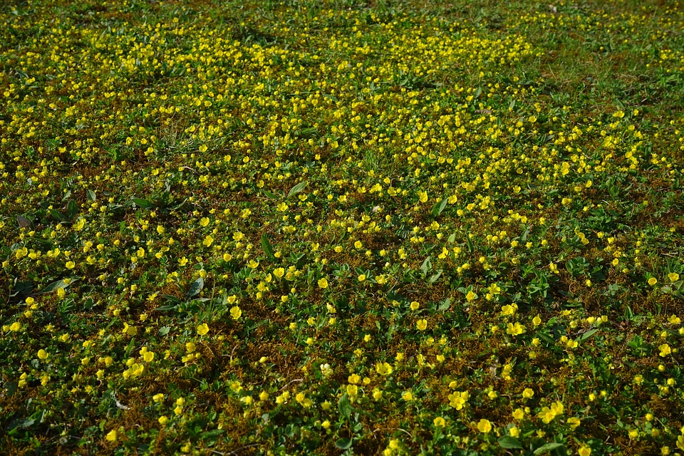 Blossom bloom yellow