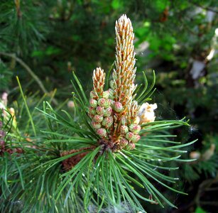 Conifer green nature photo