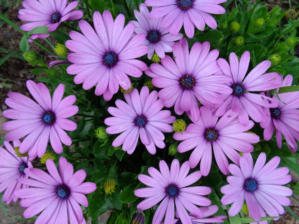 Flowers blossom