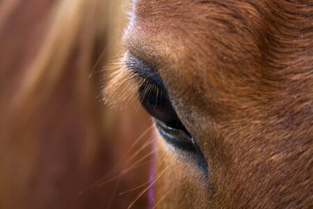 Mammal mare head