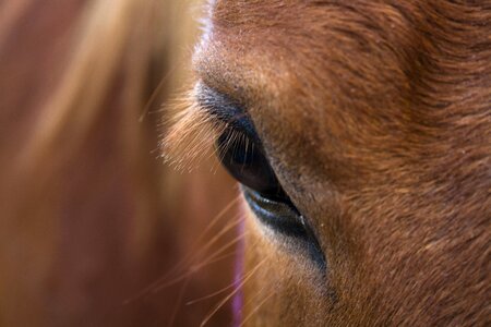 Mammal mare head photo