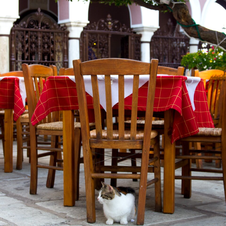 Cat greece taverna