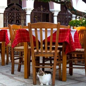 Cat greece taverna photo