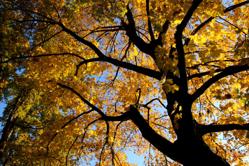 Autumn leaves light