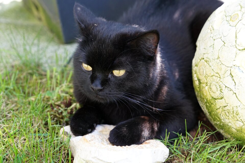 Animal domestic cat superstition