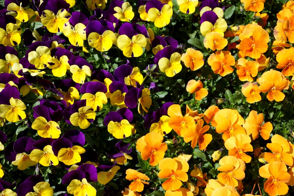 Nature yellow spring