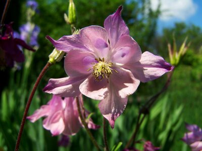 Belfry pale pink spring flower photo