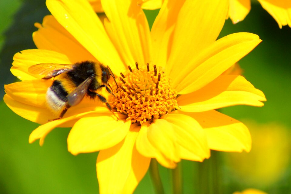 Insect close up summer photo