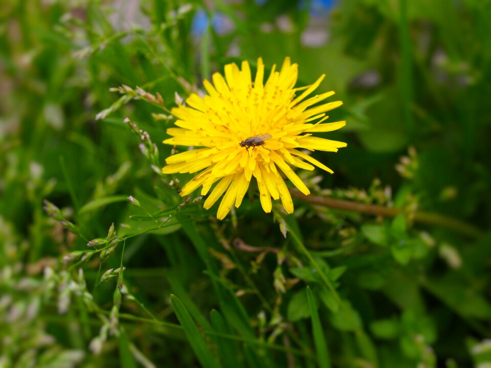 Weed flowers yellow