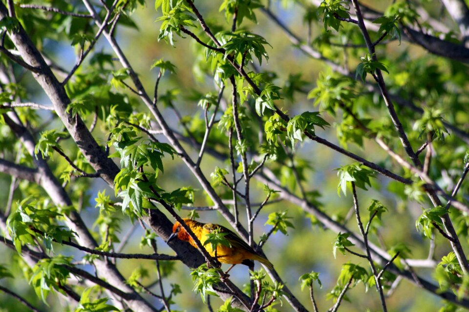 Nature wild green