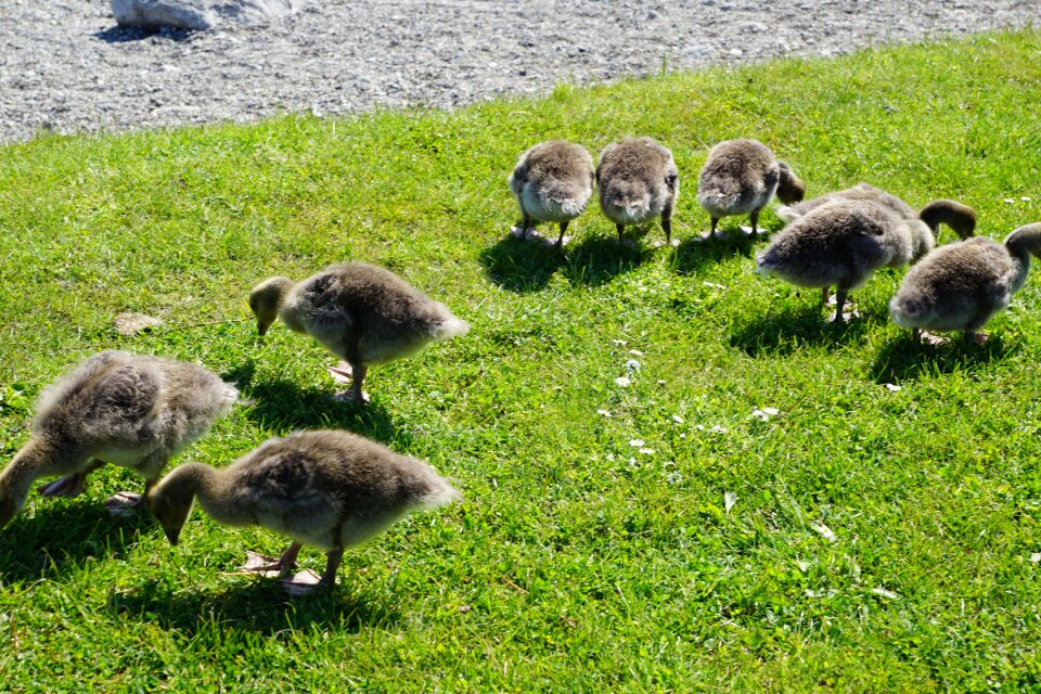 Young animal field