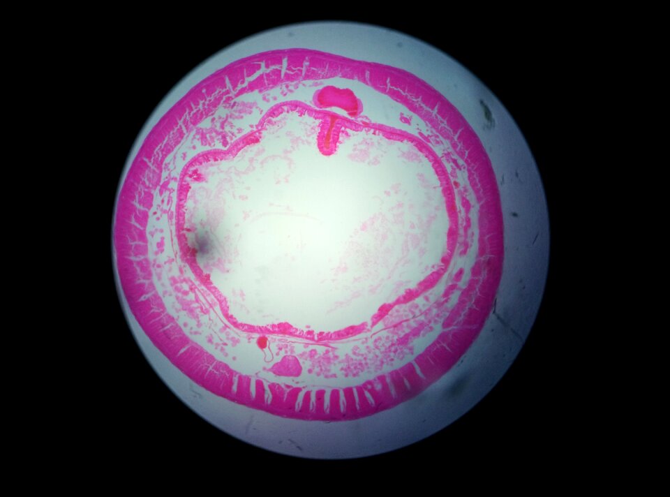 Cell fermenting microorganism curiosity