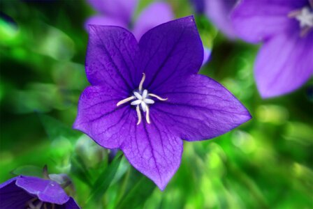 Bloom spring purple photo