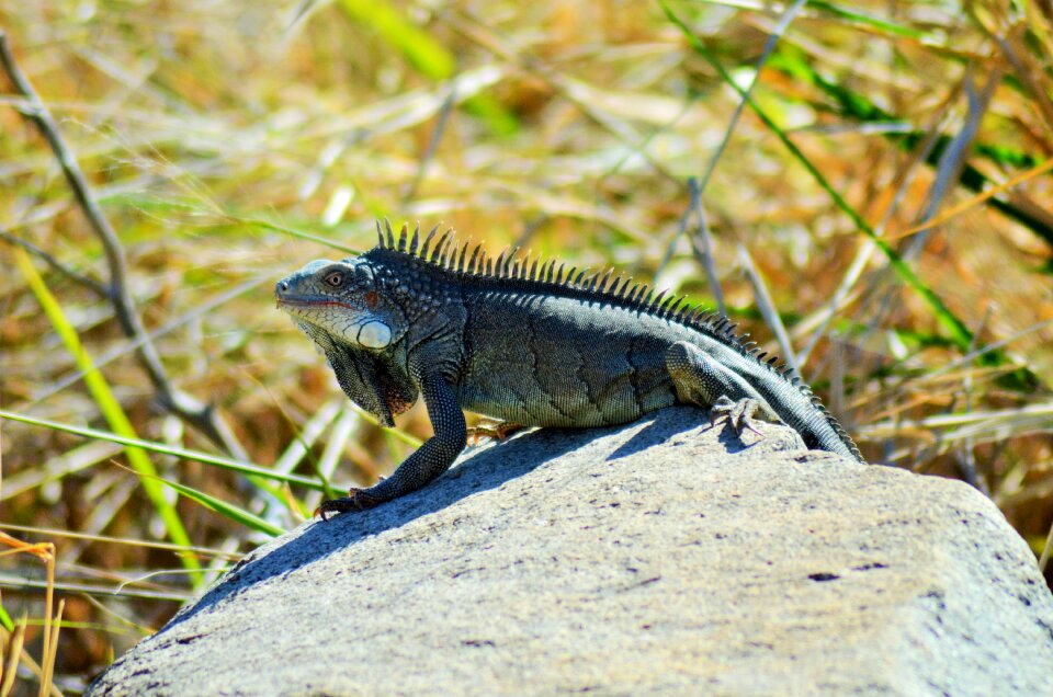 Animal fauna nature