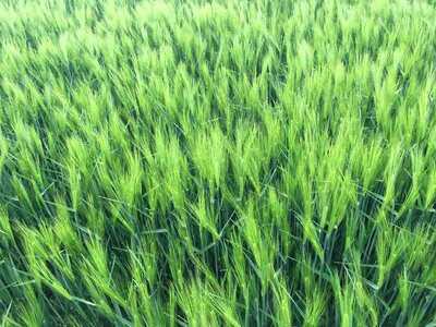 Field agriculture cereals