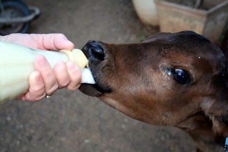 Milk teat baby photo