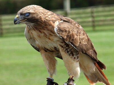 Bird wild wildlife photo