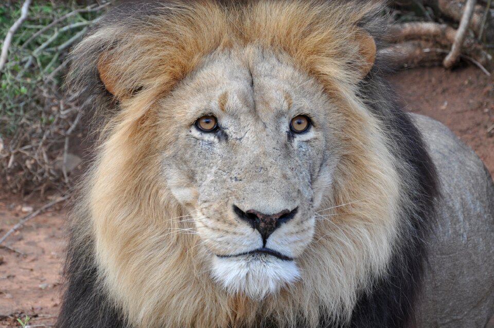 Wildlife eyes portrait