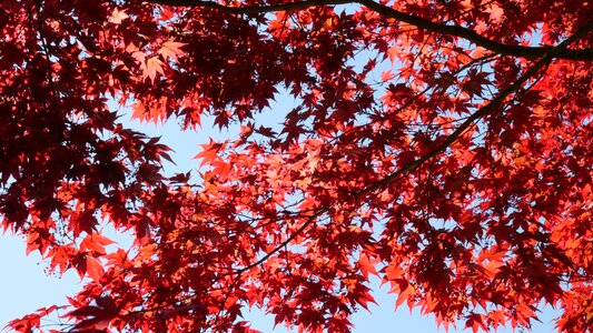 Red leaf nature photo