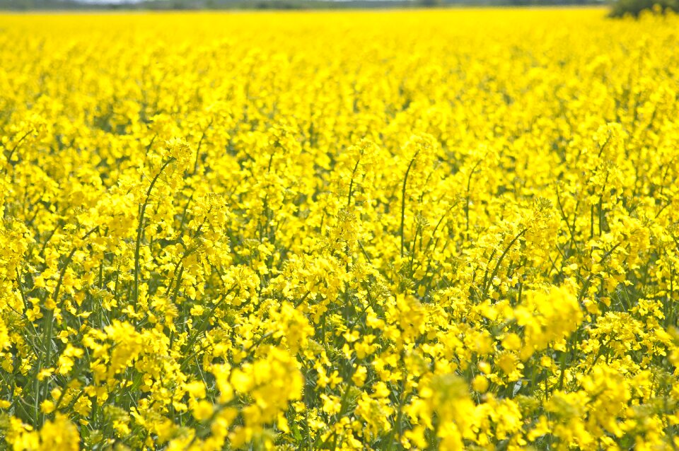 Landscapes bed oilseeds