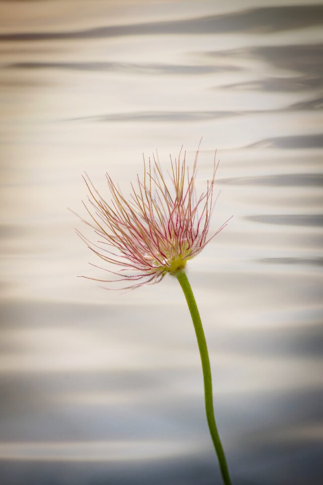 Plant spring flower nature