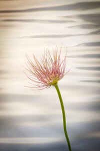 Plant spring flower nature