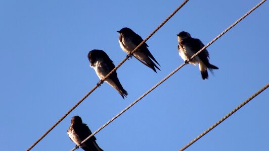 Sparrow wire blue sky photo