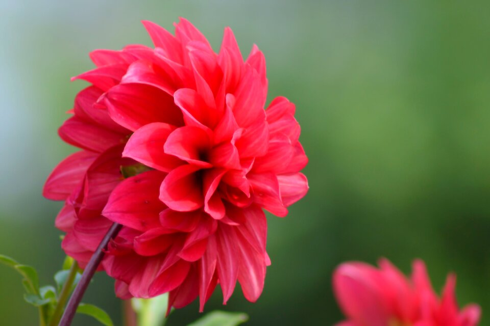 Flower flower garden blossom
