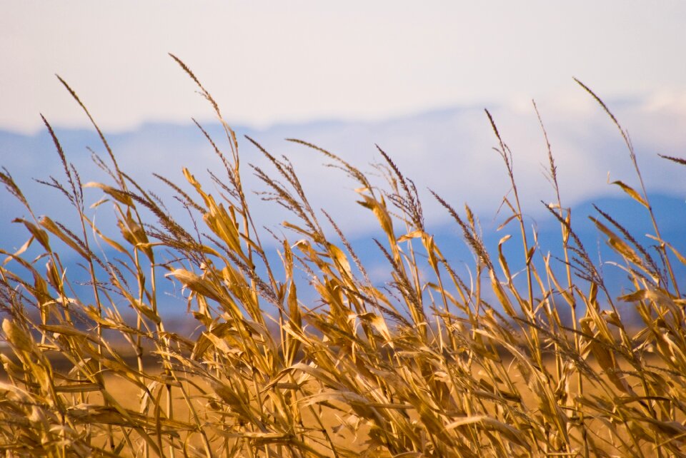 Background wheat grain