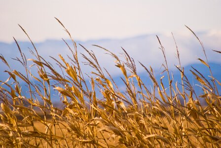 Background wheat grain