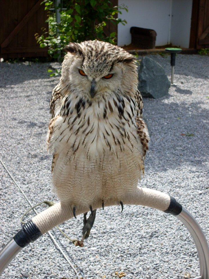 Feather bird of prey plumage