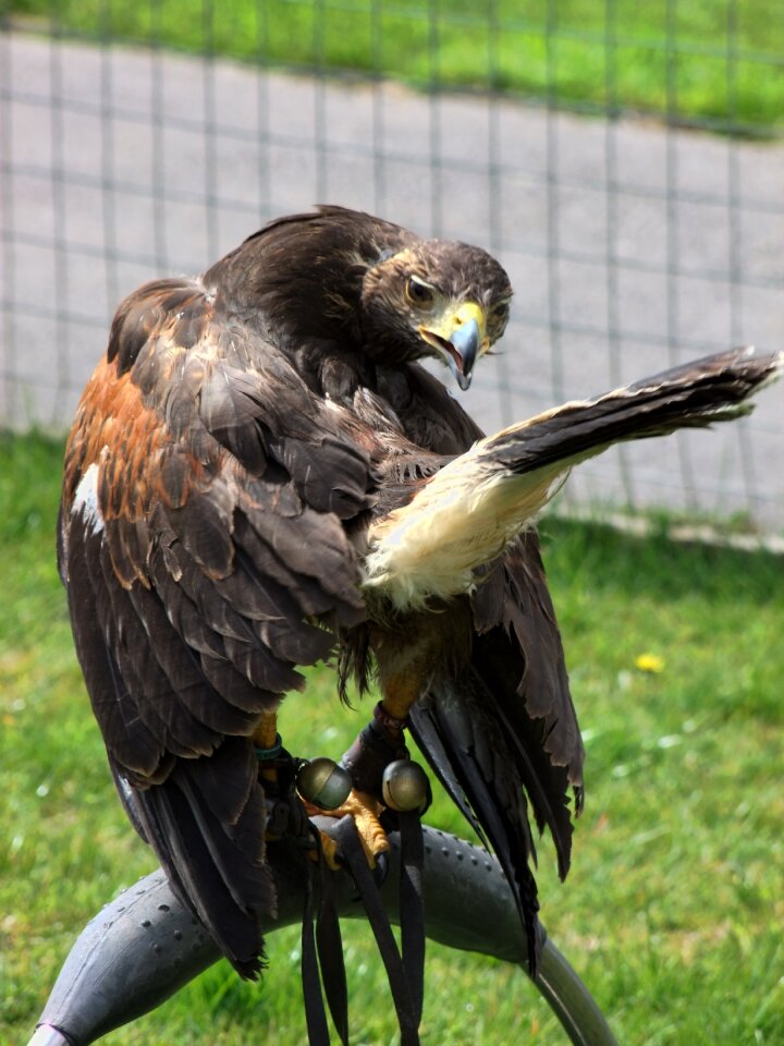 Ornithology bird nature