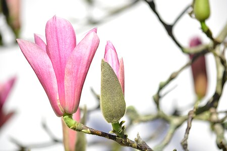 Tree flowering spring photo