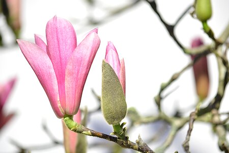 Tree flowering spring