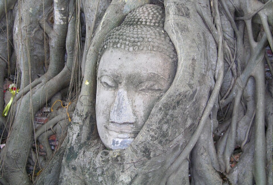 Tourism worship tree make a wish