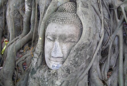 Tourism worship tree make a wish photo