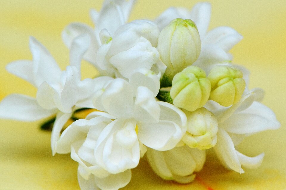 Bush bud blossom
