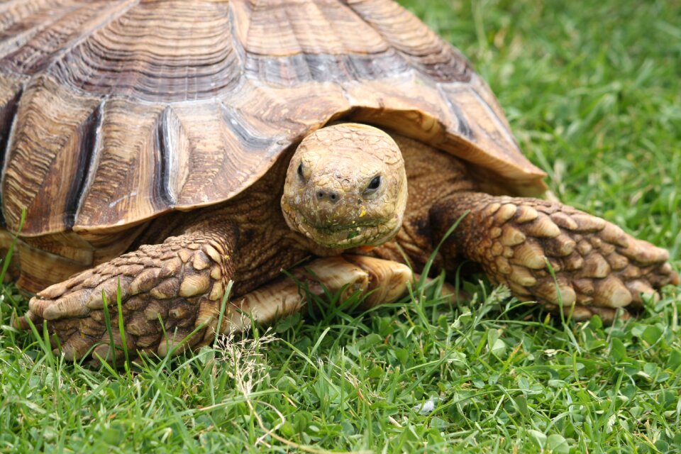 Wildlife tortoise head