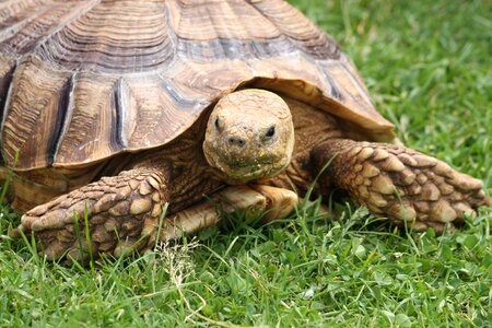 Wildlife tortoise head