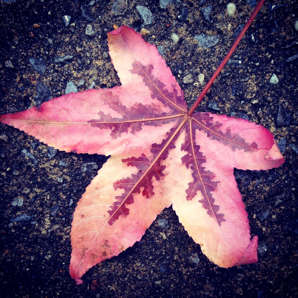 Autumn nature foliage