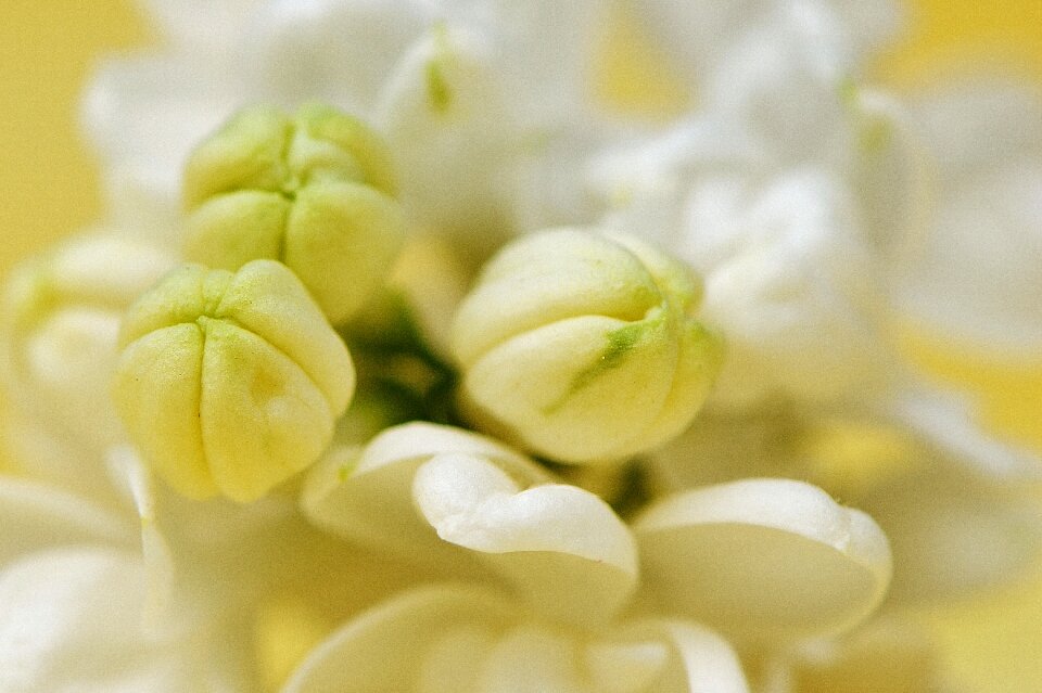 Bush bud blossom